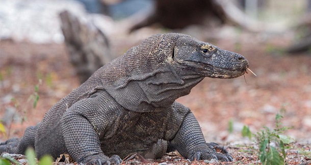 Komodo Dragon Excursion 3D2N Komodo Dragon Excursion 3D2N